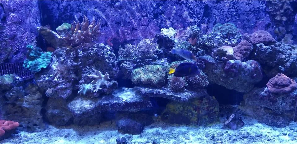 Underwater Reef Stock Photos