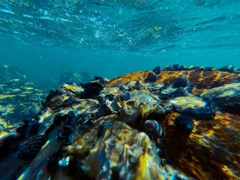 Underwater reef Stock Photos