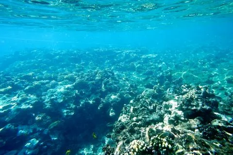Underwater reef Stock Photos