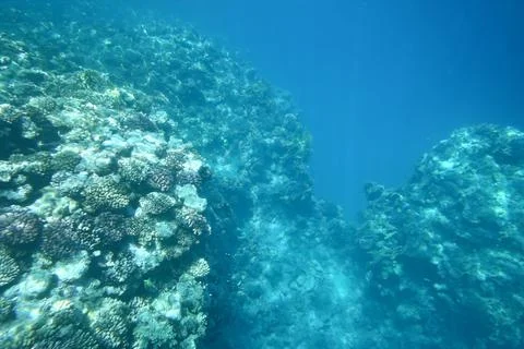 Underwater reef Stock Photos