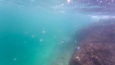 Underwater Reef Scene with Small Fish and Sunlight Rays Stock-Fotos