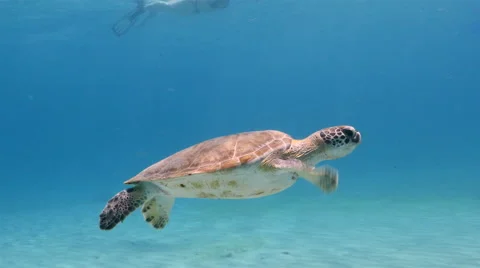 Underwater - Reef - Seaturtle - Green Turtle - Diving - Curacao - Caribbean - 4K Vidéo 68064285