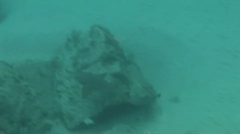 Underwater Reef Shark Stock Footage 328325