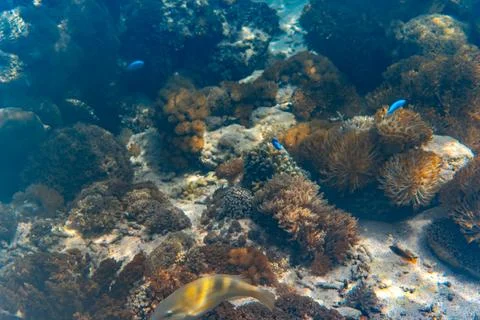 Underwater reef system on pink sand beach, Komodo National Park, Komodo Isl.. Stock Photos