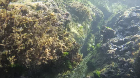 Underwater reef teeming with different species of seaweed and algae. Sun rays Stock Footage 343174212