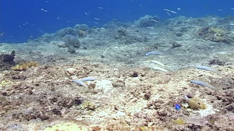 Underwater Reef Teeming With Life in Raja Ampat, Indonesia Video stock 321596215