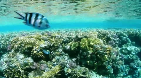 Underwater reef view Stock Footage 8978552