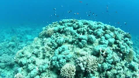 Underwater reef view Stock Footage 10194533