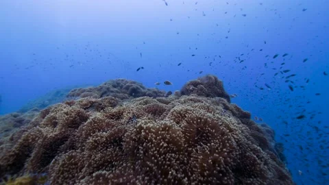 Underwater Reefscape || Field of Anemones Video stock 149965261