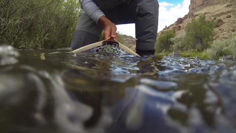Underwater release of brown trout Stock Footage 101437648