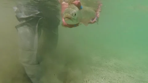 Underwater release of rainbow trout in the Soča River Stock Footage 323536504