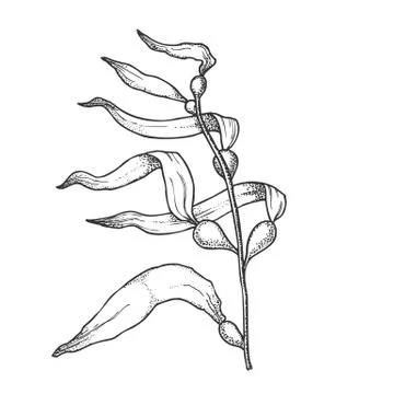 Underwater River Algae Seaweed Hand Drawn Vector Illustrazione stock