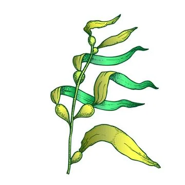 Underwater River Algae Seaweed Hand Drawn Vector 스톡 일러스트