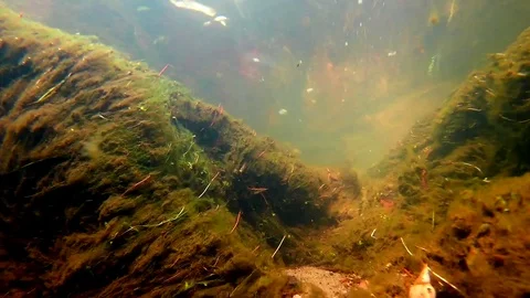 Underwater River Environment; Floating Algae; Riverbed Gap Stock Footage 104058490