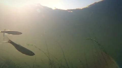 Underwater River Fish Video stock 65294683