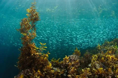 Underwater river Foto stock