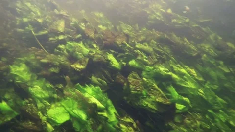 Underwater River Plants.Fast river flow. Stock Footage 79712631