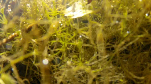 An underwater river shot Stock Footage 33036603