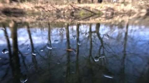 Underwater river view showing bottom with decaying branches leaves and part.. Stock Footage 332443042