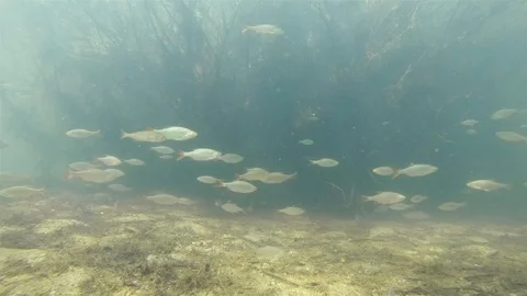 Underwater roach, rutilus rutilus 스톡 동영상 101586346