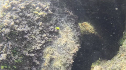 Underwater rock formation covered in algae and small corals, creating a natural Stock Footage 343231634