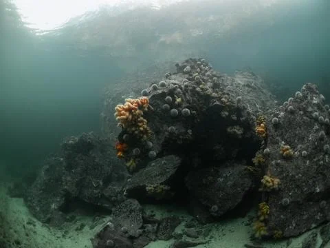 Underwater rock formation Fotos Stock