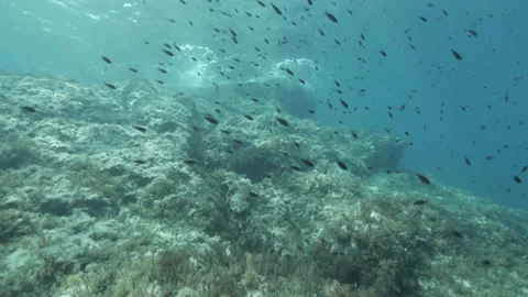 Underwater rock towards the surface of the sea crossed by Chromis chromis Stock Footage 225518959