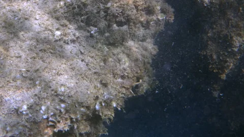 Underwater rocks covered in green algae and white barnacles, reflecting sunlight Stock Footage 342765352
