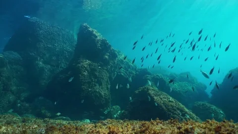 Underwater rocks shoal of fish Mediterranean sea Stock Footage