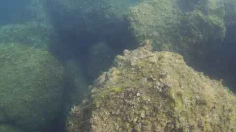 Underwater rocks teeming with marine algae and small fish swimming in the clear Stock Footage 342978465