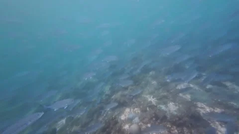 Underwater rocky reef with school of fish in blue ocean Stock Footage 331664438