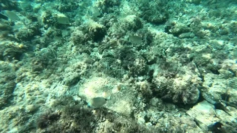 Underwater rocky seabed with small fish in clear turquoise sea Stock Footage 343227990