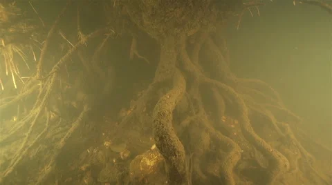 Tree Roots Underwater Stock Footage ~ Royalty Free Stock Videos | Pond5