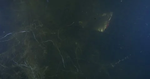 Underwater Roots, Yarra River Видео 332344238