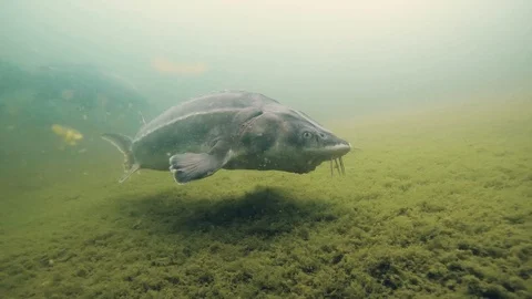 Underwater Russian sturgeon Stock Footage 122374489