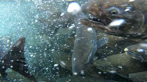 Underwater Salmon Run Stock Footage 163182521