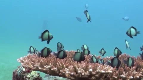 Underwater Sanctuary Small Fish Seek Haven Among Beautiful Coral Stock Footage 344486695