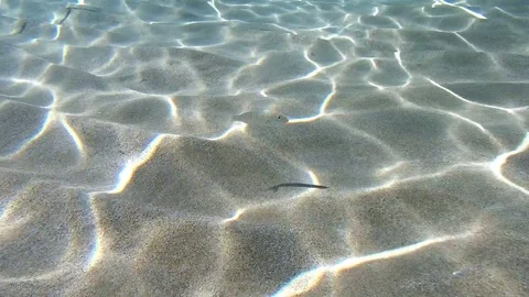 Underwater, sand, algae. Stock Footage 79825569