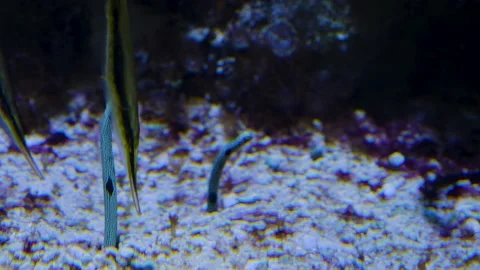 Underwater sand worm  Stock Footage 143353922