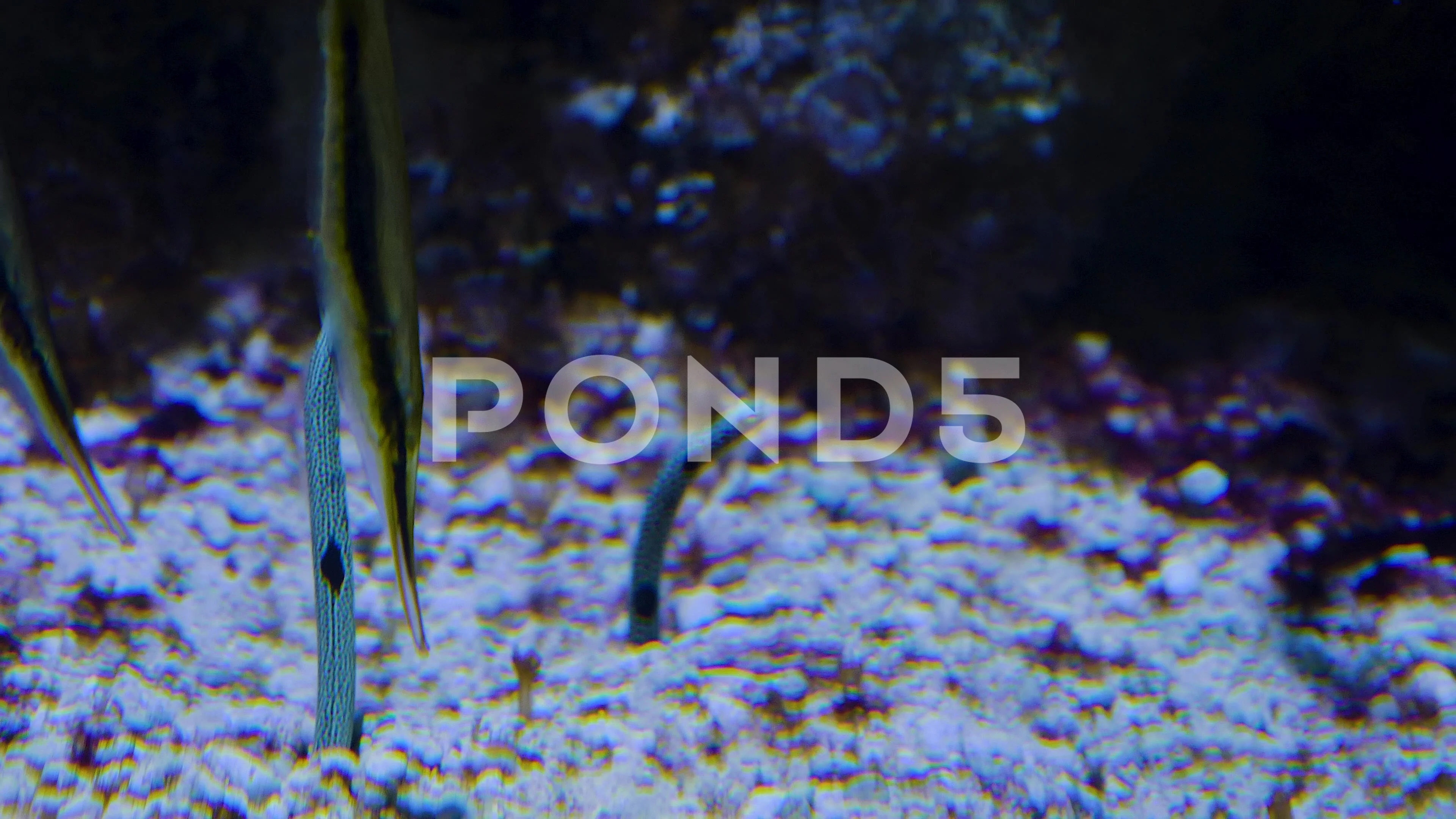 Underwater sand worm, Stock Video