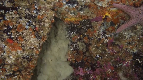 Underwater sandfall Stock Footage 82430453