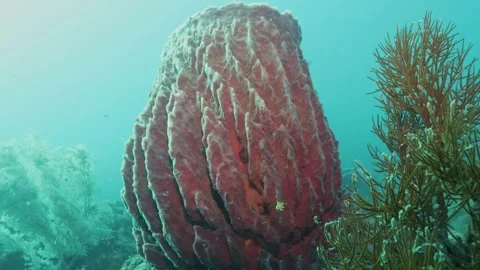 Underwater scene of Barrel Sponge and Soft Corals in Andaman islands, India Video stock 331768942