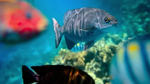 Underwater Scene with Blurred Fish and Coral Reef Stock-Footage 301033145