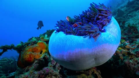 Underwater Scene of a Bulb-Shaped Anemone with Clownfish 스톡 동영상 301033286