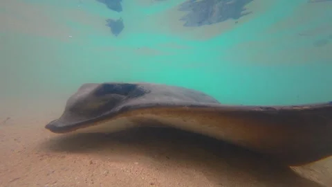 Underwater Scene Captures Stingray Feeding Amidst Swirling Sediments In Shallow Stock Footage 323583235