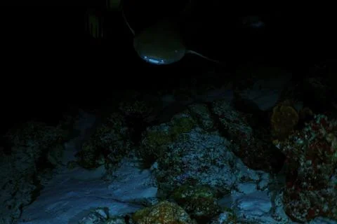 A underwater scene at a cave Stock Photos