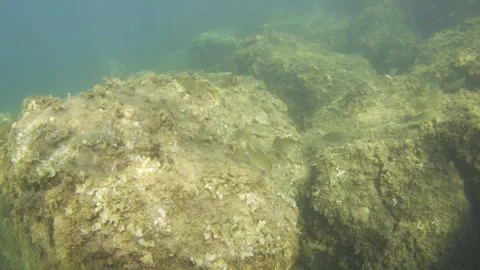 Underwater scene of clear blue ocean water flowing over a rocky seabed covered Vídeo Stock 342774024