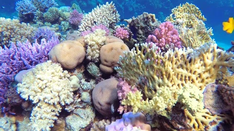 Underwater scene of colorful coral reef Stock Footage