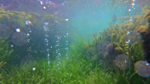 Underwater Scene with Colorful Fish, Bubbles and Aquatic Plants. Static Camera. Stock Footage 311161753