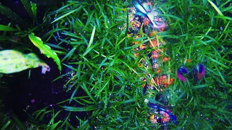 Underwater scene. colorful fish groups Stock Footage 48225192